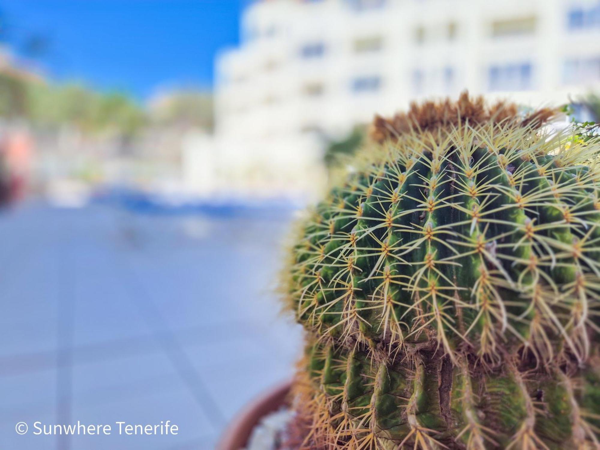 Mona'S Point Tenerife - Aircon, Private Parking And Heated Pool San Miguel de Abona Kültér fotó